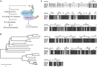 Identification of Conserved and Divergent Strigolactone Receptors in Sugarcane Reveals a Key Residue Crucial for Plant Branching Control